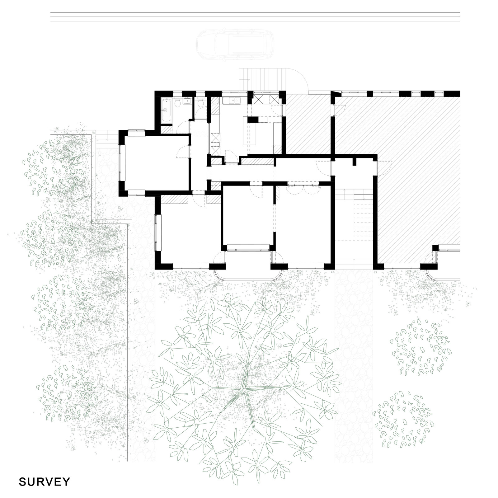 Ginkgo — view 7