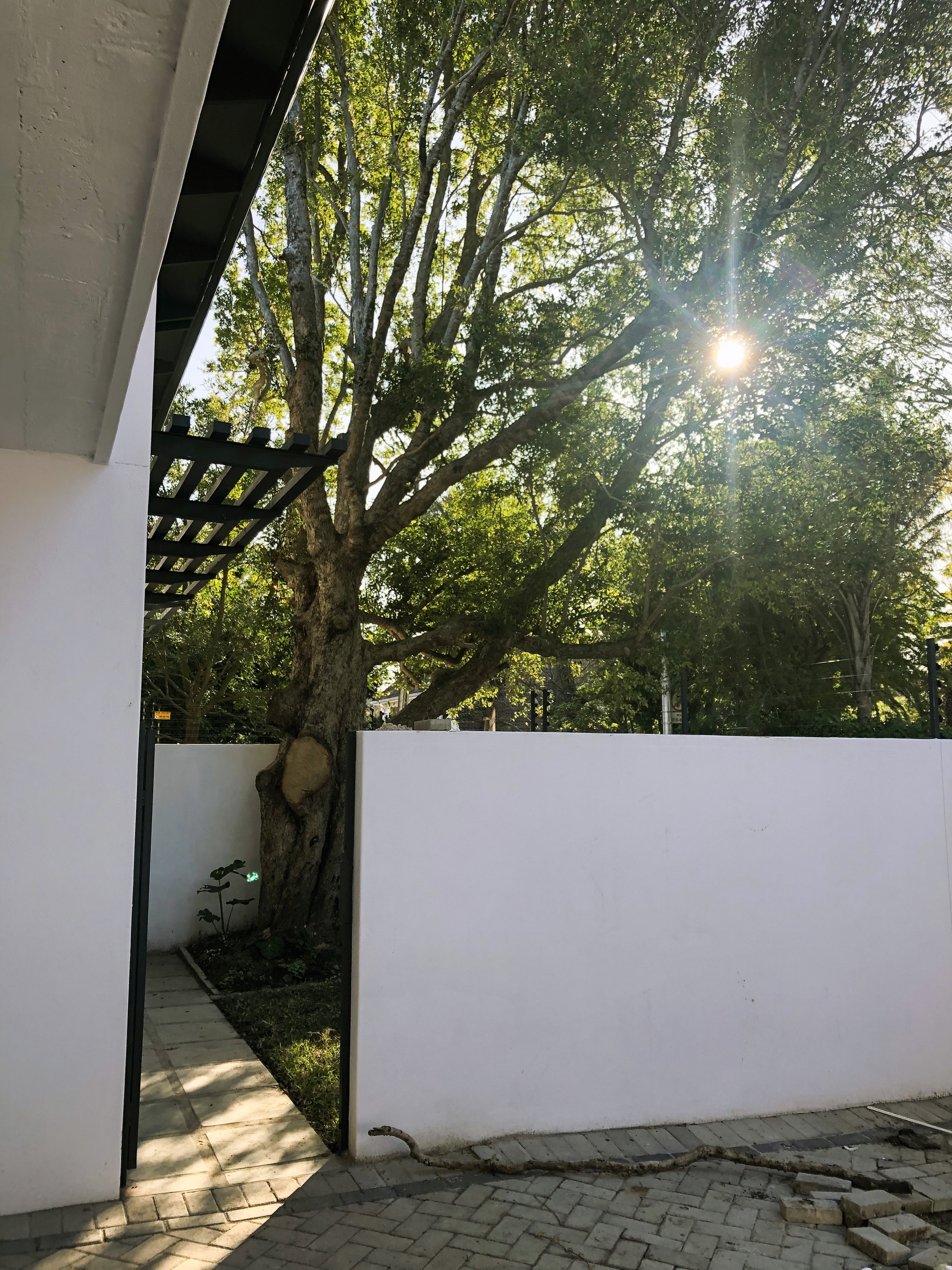 Honeysuckle — view 2