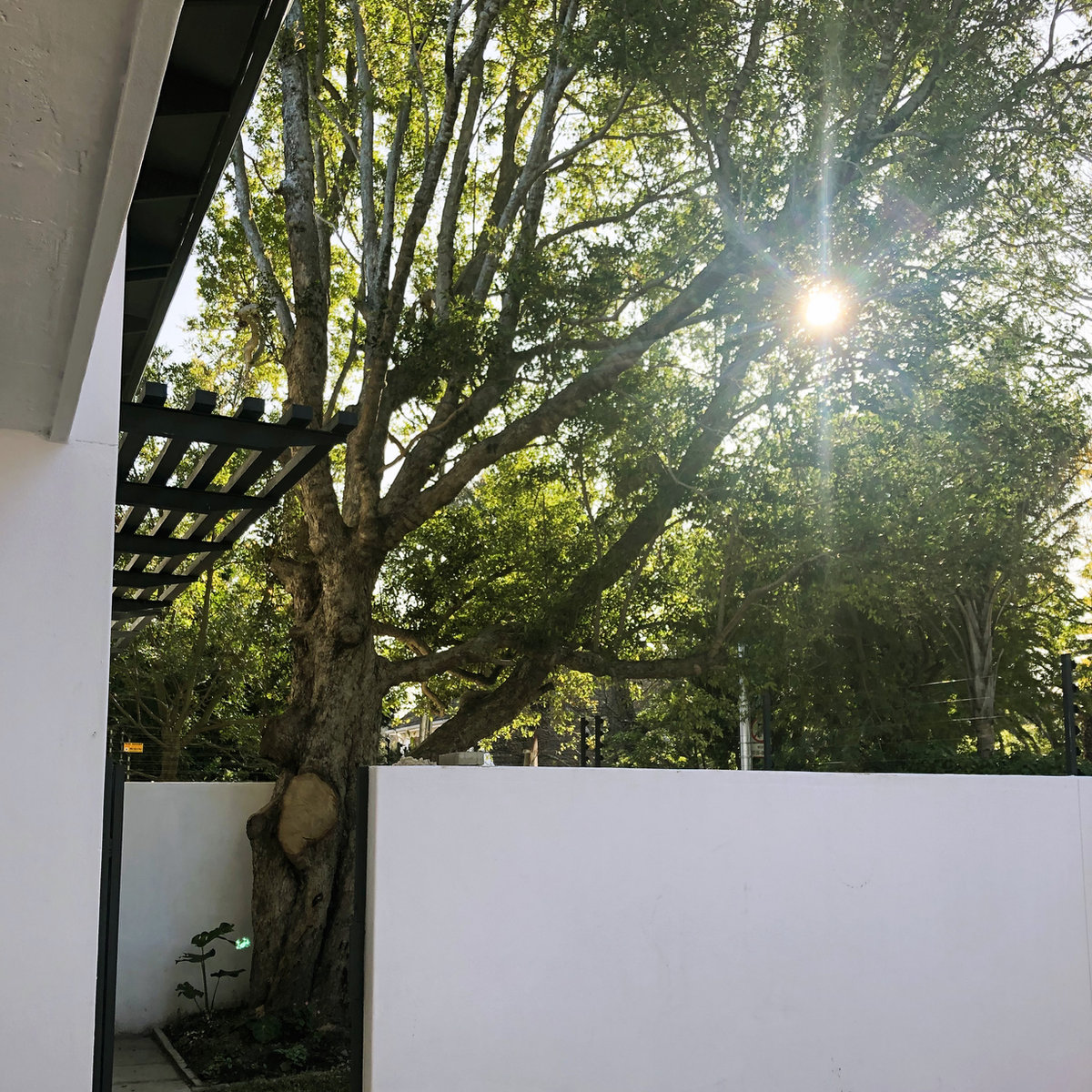Honeysuckle project